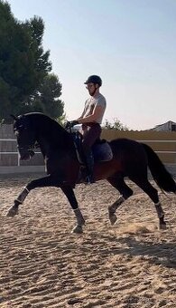 Pura raza Española hřebec