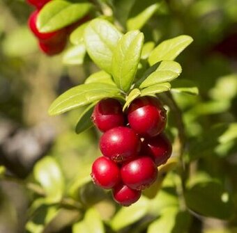 Brusinka velkoplodá Pilgrim a Stevens