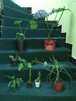 pokojové kytky č.2