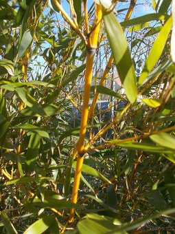 BAMBUSY - několik různých kultivarů - viz text a fota