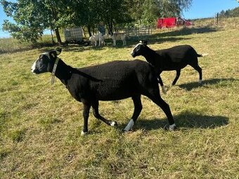Zwartbles plemenné ovce 3/2025 s POP