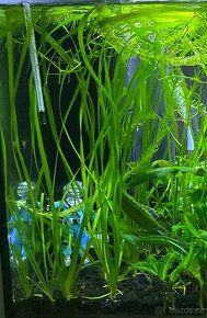 Akvarijní rostlina - Vallisneria