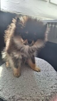 Pomeranian mini