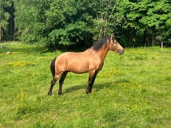 Připouštění Lusitano hřebcem