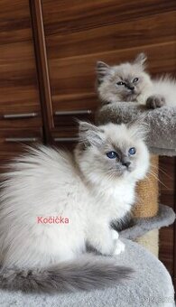 Ragdoll kočička s tmavě modrýma očima
