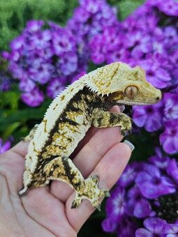 Pagekon řasnatý / ciliatus