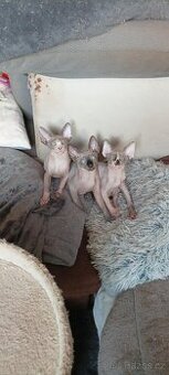 Rezervace sphynx