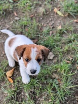 Jack Russell terier - stenata s prukazem puvodu