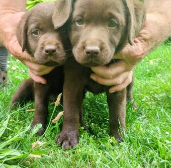 Štěňátka Labrador retriever