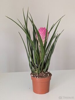 Tillandsia cyanea Anita, Růžové pírko