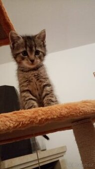 Daruji do dobrých rukou koťátka
