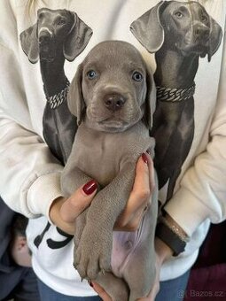 Výmarský ohař s PP Štěňátka