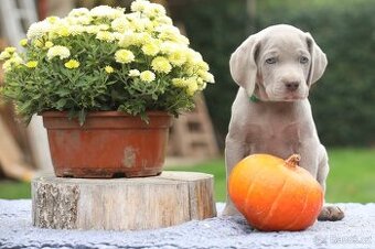 Výmarský ohař s PP Štěňátka