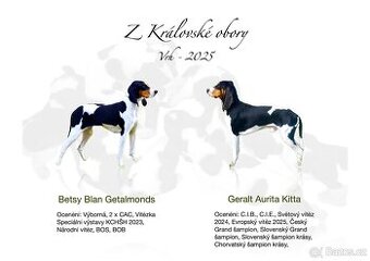 Bernský honič krásná štěňata