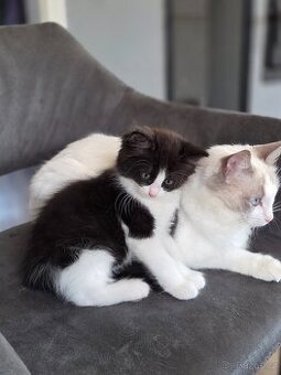 Daruji Ragdoll koťátka - kříženec