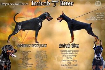 DOBERMAN S FCI PP - dobrman štěňata