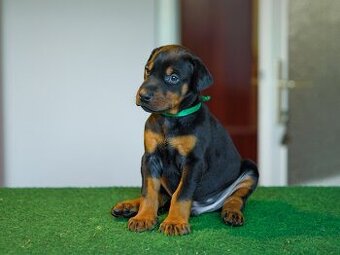 DOBERMAN S FCI PP - dobrman štěňata
