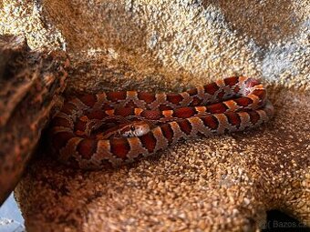 Užovka červená samec - včetně terária