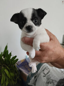 Čivava štěňátka                                    9000,- Kč