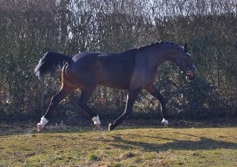 Charakterní klisna do sportu nebo jako luxusní hobby kůň