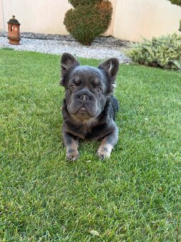 Francouzsky buldoček blue tan dlhosrstá big rope fenka