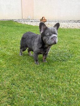 Francouzsky buldoček fluffy big rope psík a fenka