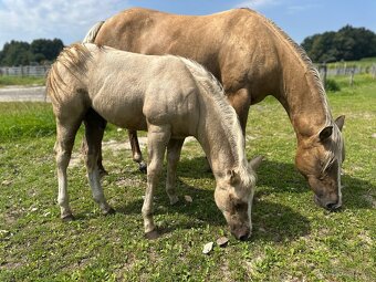 Palomino hřebeček QH