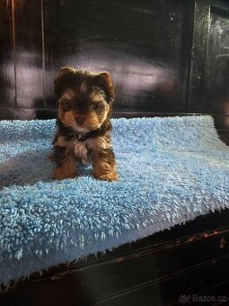 Jorkšírský teriér