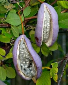 Akébie pětičetná