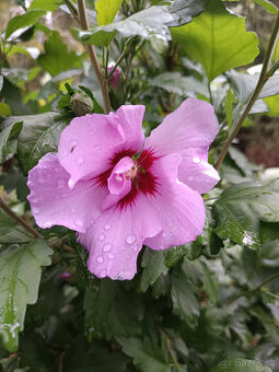 Ibišek Syrský - Venkovní - 1