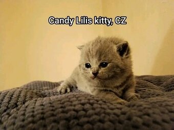 Britska modrá krátkosrstá koťátka s Průkazem Původu