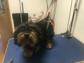 KURZ STRIHANIA PSOV, psí salón, salón pre psy