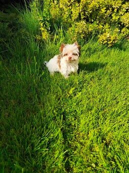 Jorkširský teriér štěňátka