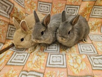 Zakrslý králíček