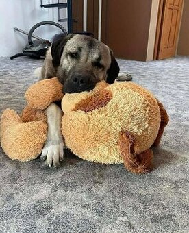 Kangalský pastevecký pes