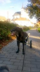 Invalidní vozík pro psa