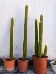 Velké kaktusy