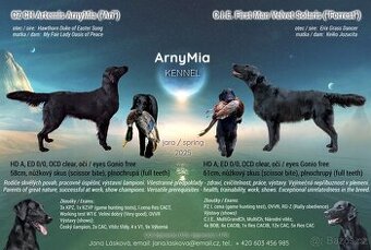 Flat Coated Retriever - štěňátka s PP + možnost lekcí zdarma