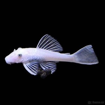 Ancistrus White Snow