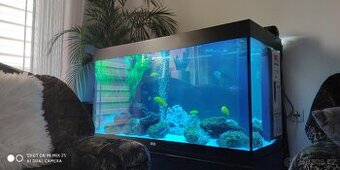 Akvarium JUWEL Rio 300 - 350 litrů + ryby Tlamovec 40kusů