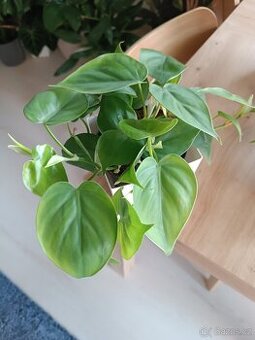 Philodendron scandens