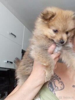 Štěňátko Pomerian