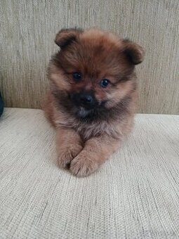 Špic pomeranian míní