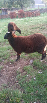 Beránek Zwartbles