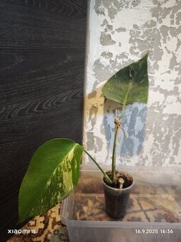 Monstera alba