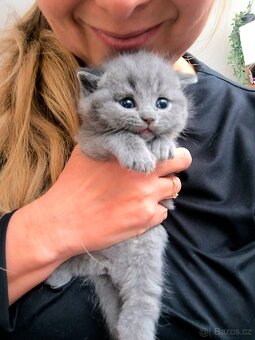 Britská koťátka k rezervaci.Poslední kocourek