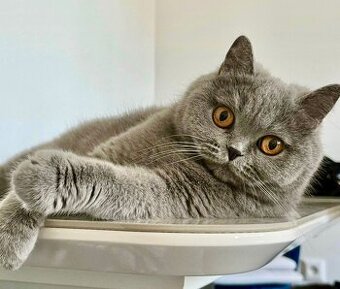 Britská kočka s PP