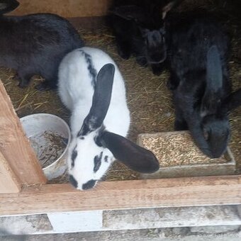 Prodám křížence králíků