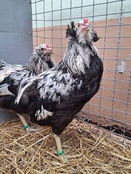 Araukana stříbrokrká