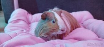 Morčátko Sheltie (Silkie)